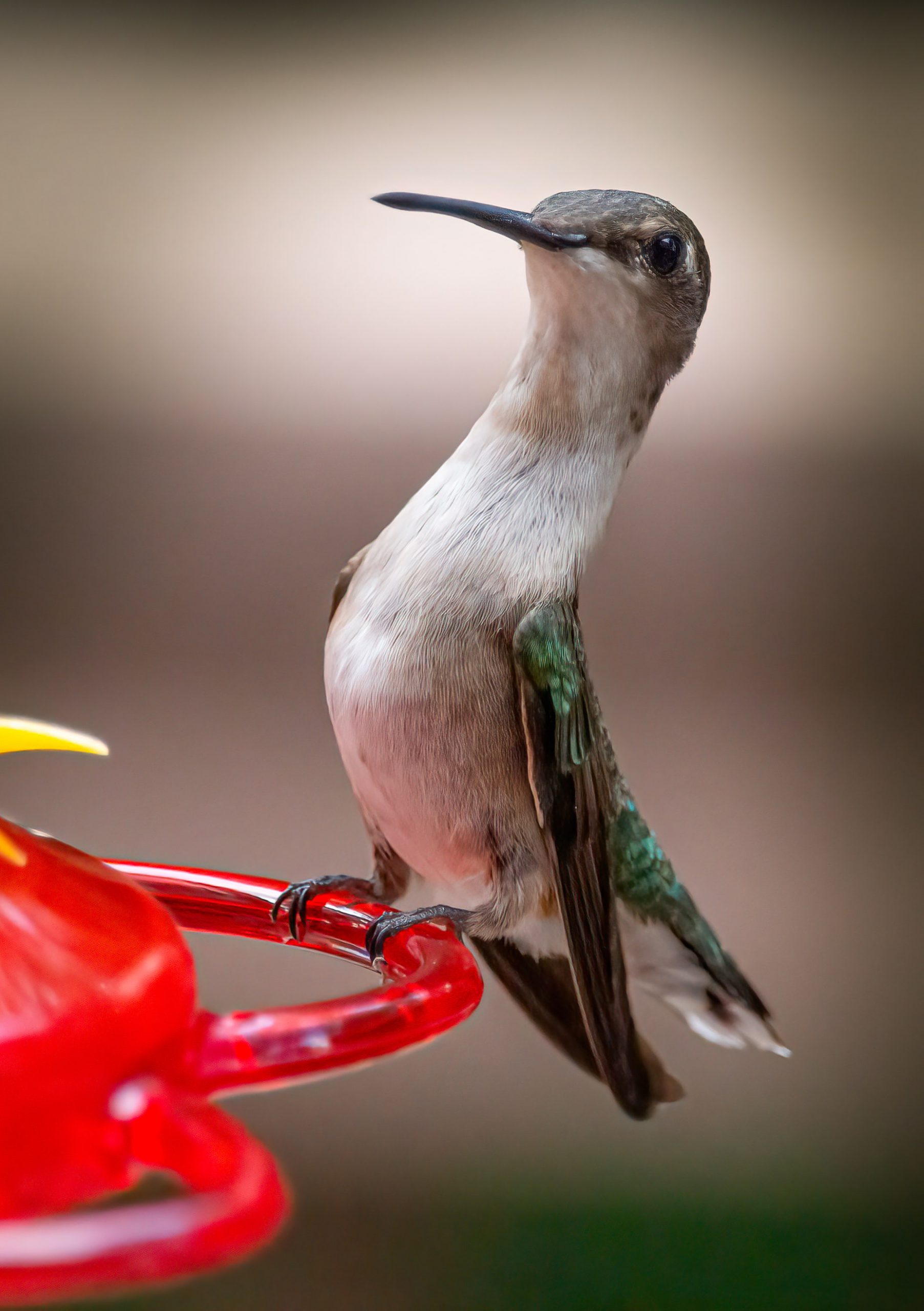 hummingbird-scaled