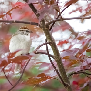 chipping-sparrow