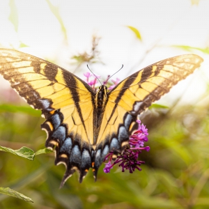 butterfly
