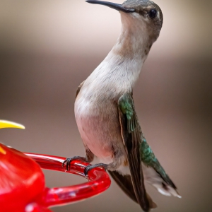 hummingbird-scaled