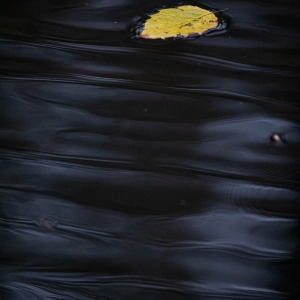 leaf-scaled