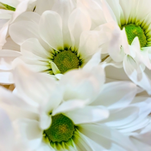 white-flowers